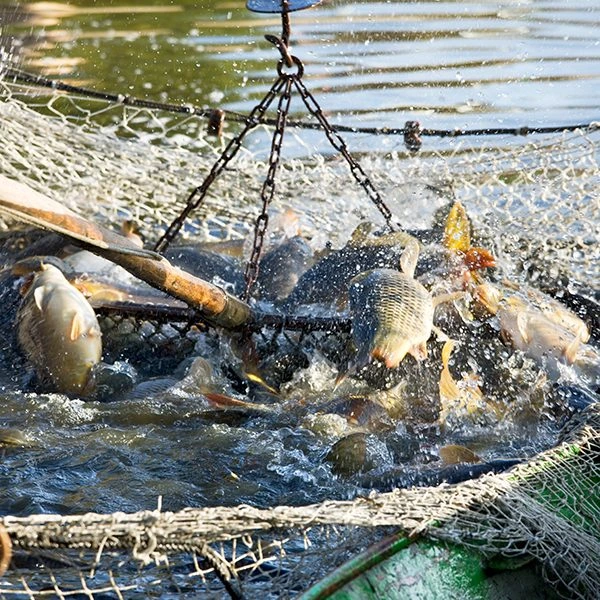 Pescado de piscifactoría
