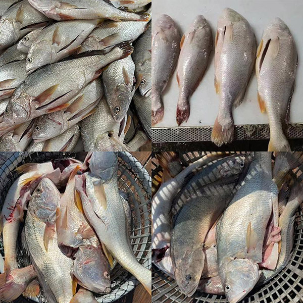 Corvina blanca fresca congelada eviscerada