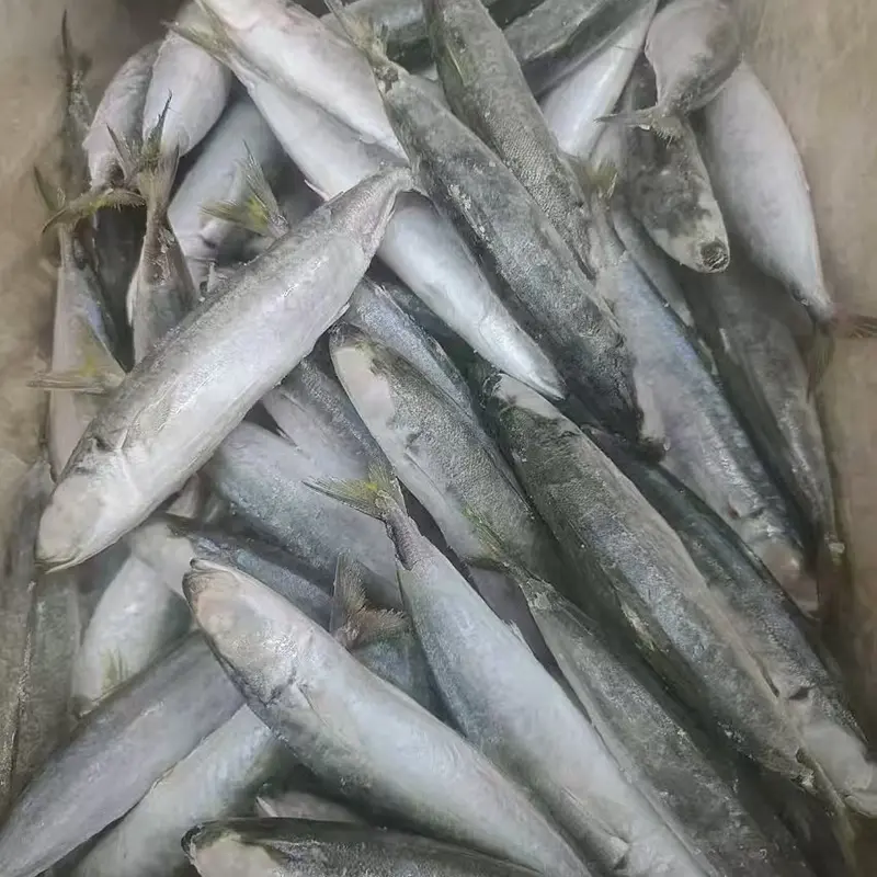 Scad Layang congelado redondo entero