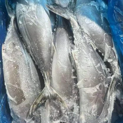Redondo Entero De Atún Sarda Congelado