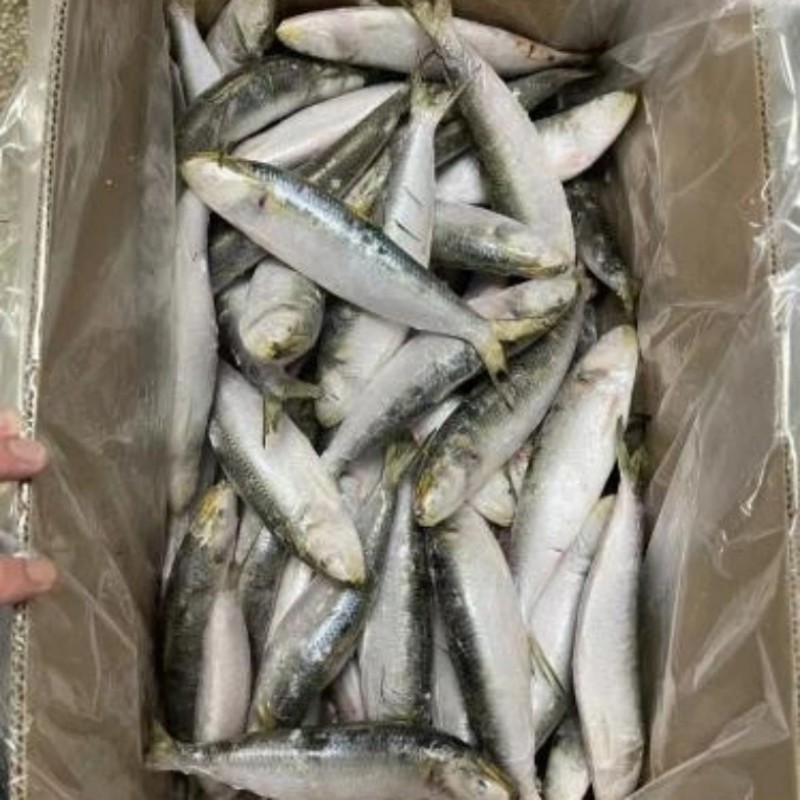 Sardina Entera Congelada