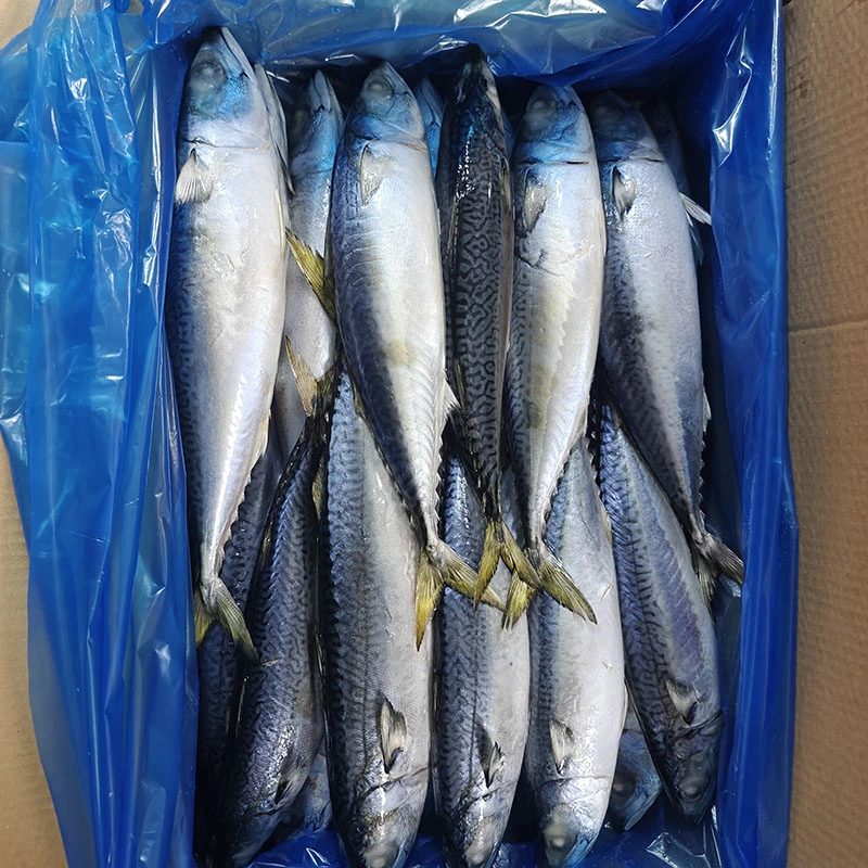 Caballa del Pacífico con alto contenido de grasa, redonda entera