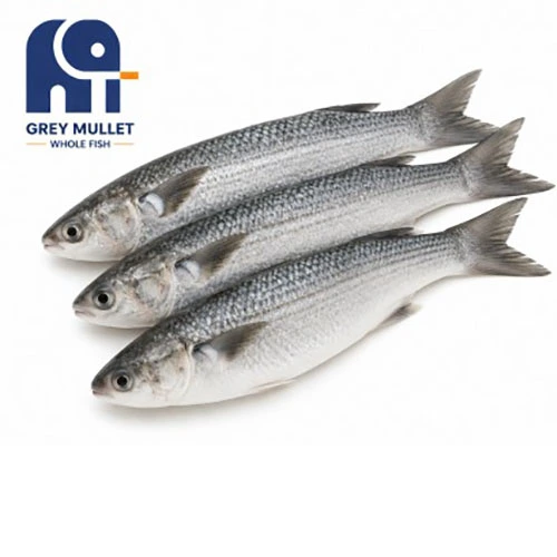 Pescado entero de salmonete gris congelado de alta calidad