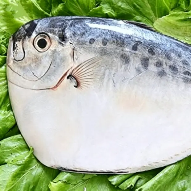 Pescado Luna Congelado IQF Redondo Entero