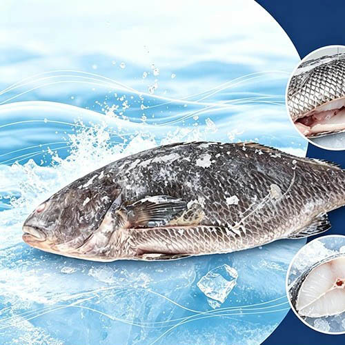 Corvina Marrón Congelada Nutritiva Eviscerada