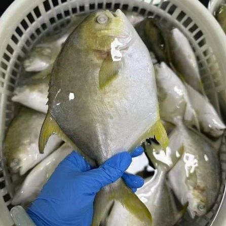 Palometa Dorada Congelada Premium