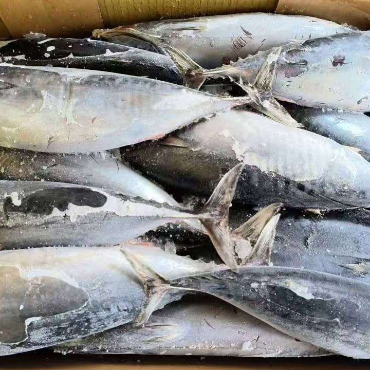 Atún Bonito Congelado De Mar Redondo Entero